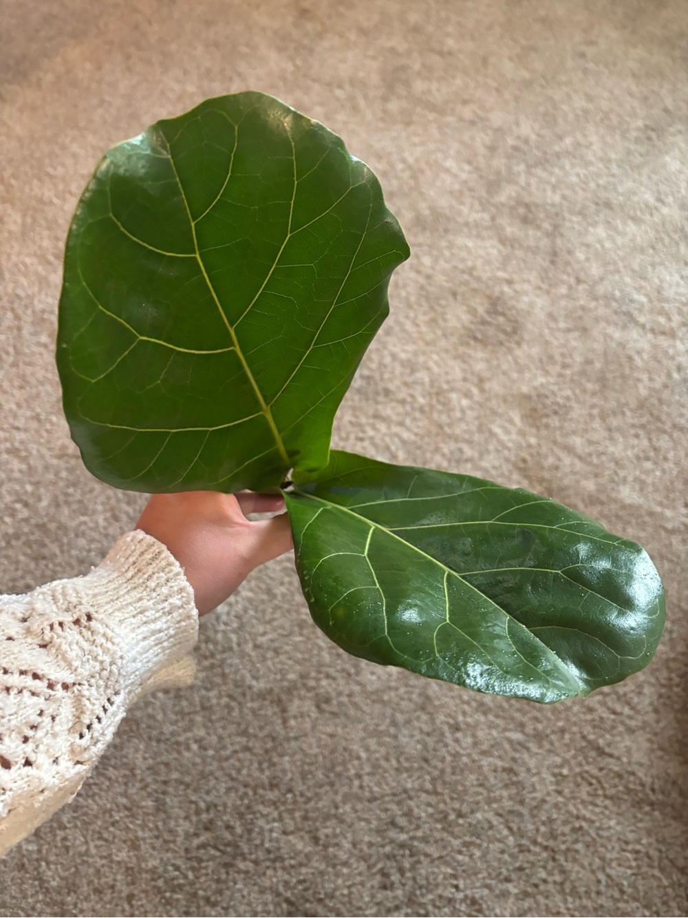 Fiddle Leaf Fig Top Cutting - Large Glossy Green Leaves